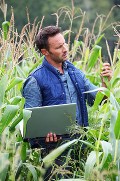 an agronomist inspecting a corn plant