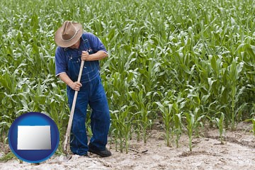 a farmer growing corn in a cornfield - with Colorado icon