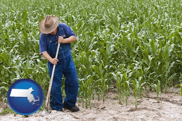 a farmer growing corn in a cornfield - with Massachusetts icon