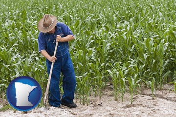 a farmer growing corn in a cornfield - with Minnesota icon