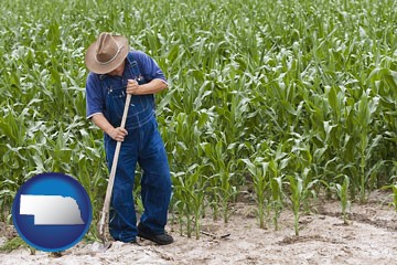 a farmer growing corn in a cornfield - with Nebraska icon