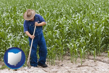 a farmer growing corn in a cornfield - with Ohio icon