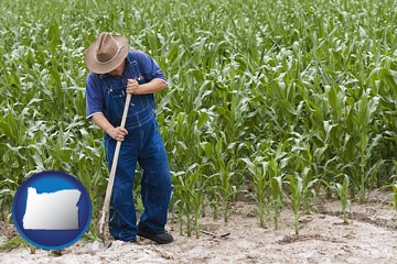 a farmer growing corn in a cornfield - with Oregon icon