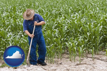 a farmer growing corn in a cornfield - with Virginia icon