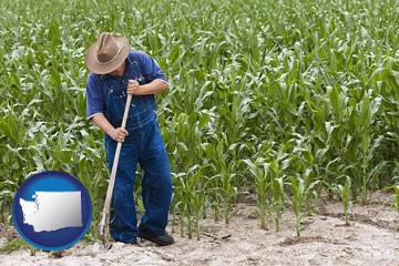 a farmer growing corn in a cornfield - with Washington icon