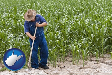 a farmer growing corn in a cornfield - with West Virginia icon