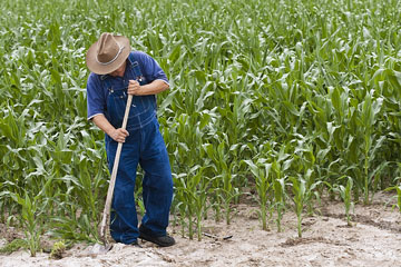 a farmer growing corn in a cornfield