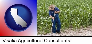 a farmer growing corn in a cornfield in Visalia, CA