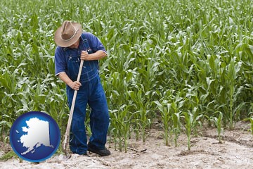 a farmer growing corn in a cornfield - with Alaska icon