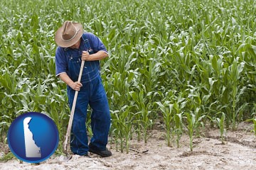 a farmer growing corn in a cornfield - with Delaware icon