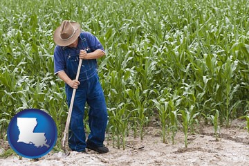 a farmer growing corn in a cornfield - with Louisiana icon