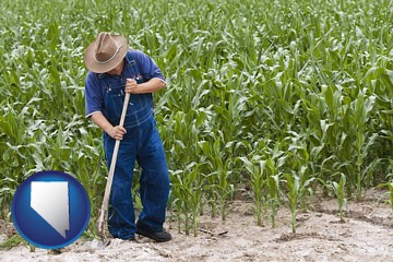 a farmer growing corn in a cornfield - with Nevada icon