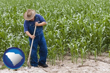 a farmer growing corn in a cornfield - with South Carolina icon